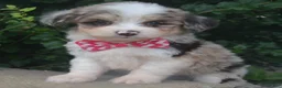 Mini Aussiedoodle dogs for sale: Mini Ava - Ad 2