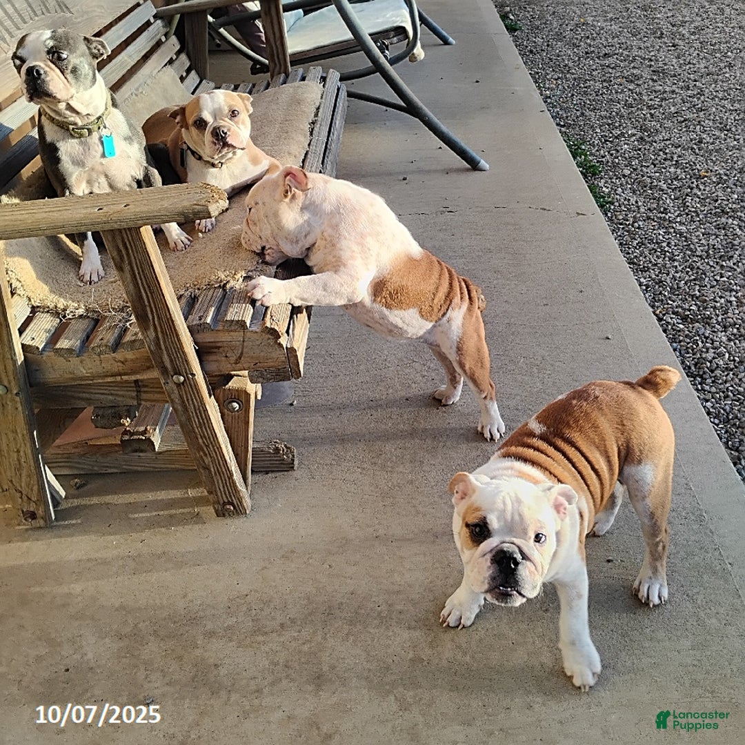 English Bulldog dogs for sale: Rolita - Ad 4