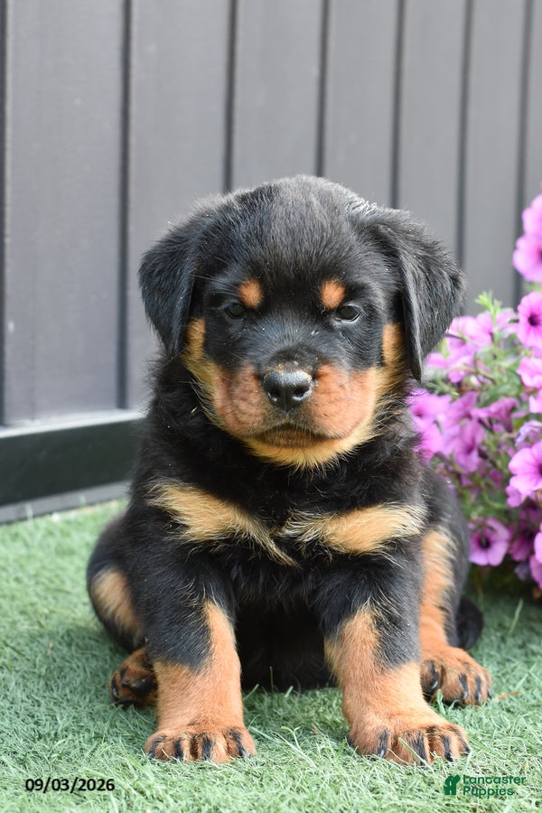 Rottweiler dogs Zoomy - Ad 1