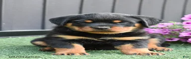 Zoomy