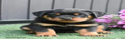 Rottweiler dogs for sale: Zoomy - Ad 1