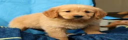 Golden Retriever dogs for sale: Jade - Ad 8