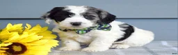 Cockapoo dogs for sale: Ollie - Ad 7