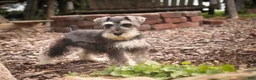 Miniature Schnauzer dogs for sale: Nellie Belle - Ad 7