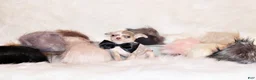Chihuahua dogs for sale: Dover - Ad 3