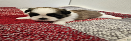 Shih Tzu dogs for sale: Chester Ckc - Ad 5