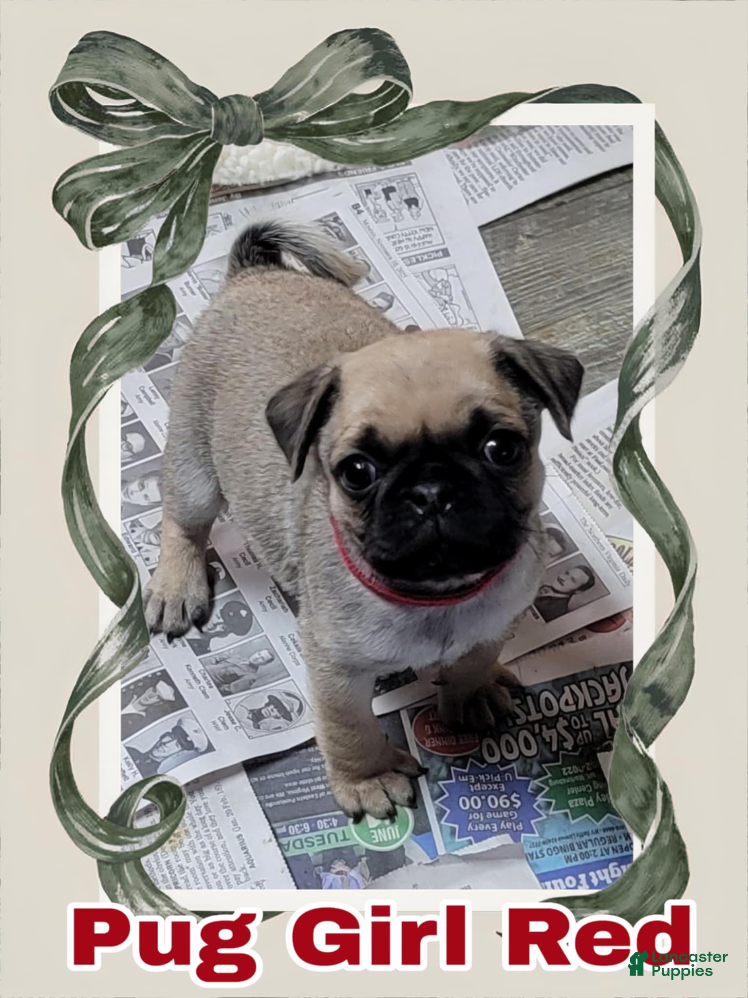 Pug dogs Pug Puppy Girl Red - Ad 28