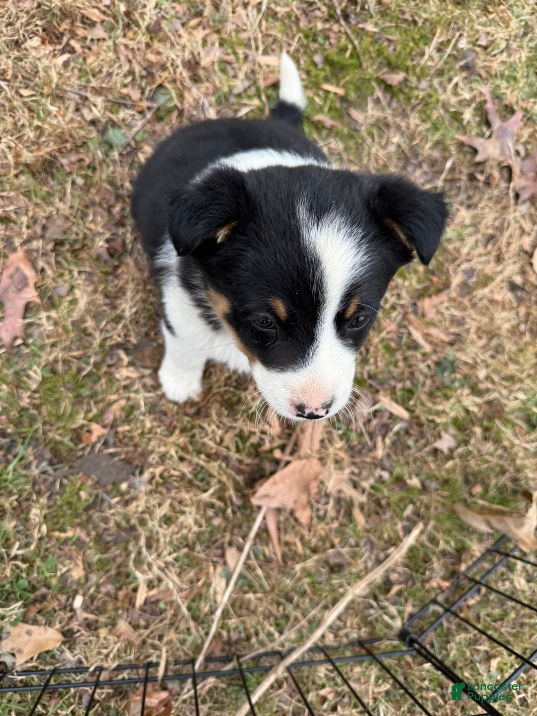Australian Cattle Dog dogs for sale: Australian Cattle Dog Puppy 4 - Ad 3