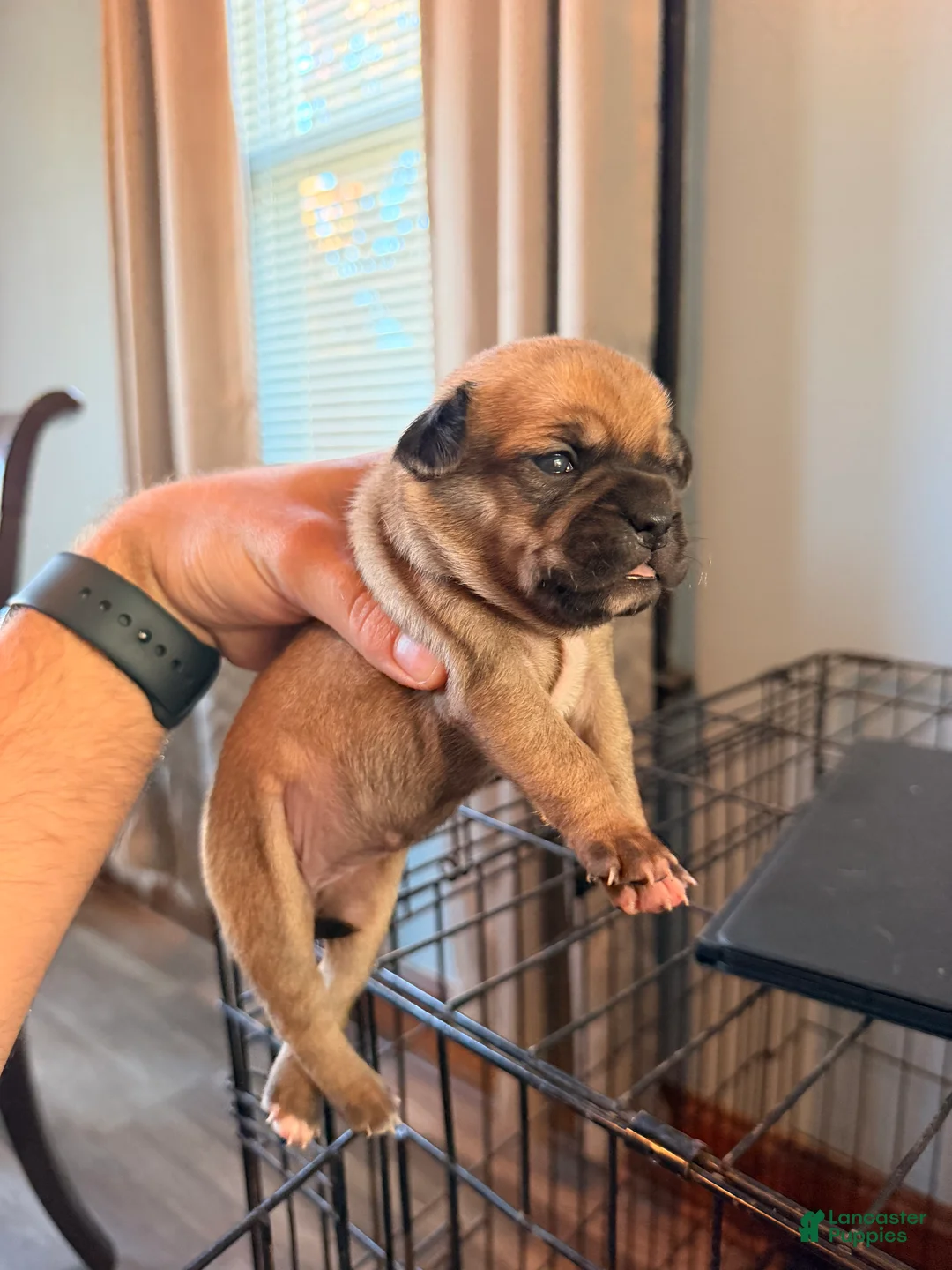 Mixed Breed dogs for sale: Chug 6 - Ad 2