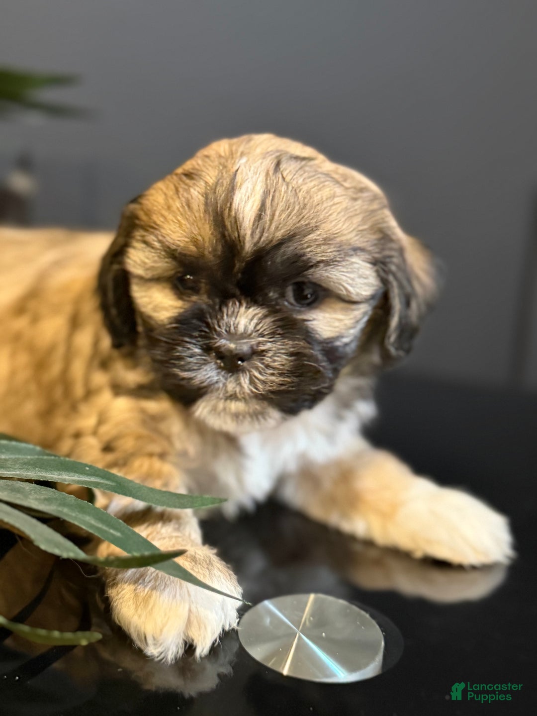Shihpoo dogs for sale: Bruno - Ad 2
