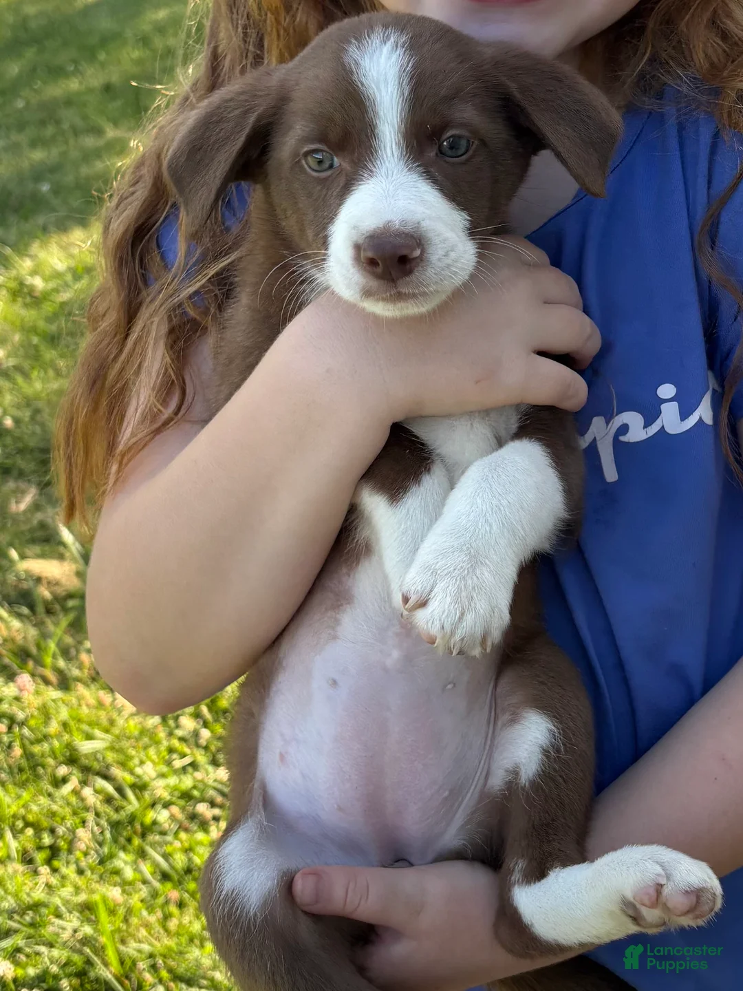 Mixed Breed dogs for sale: Mixed Breed Puppy 6 - Ad 1