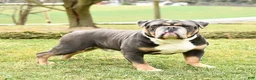 Olde English Bulldogge dogs for sale: Tex  - Ad 5