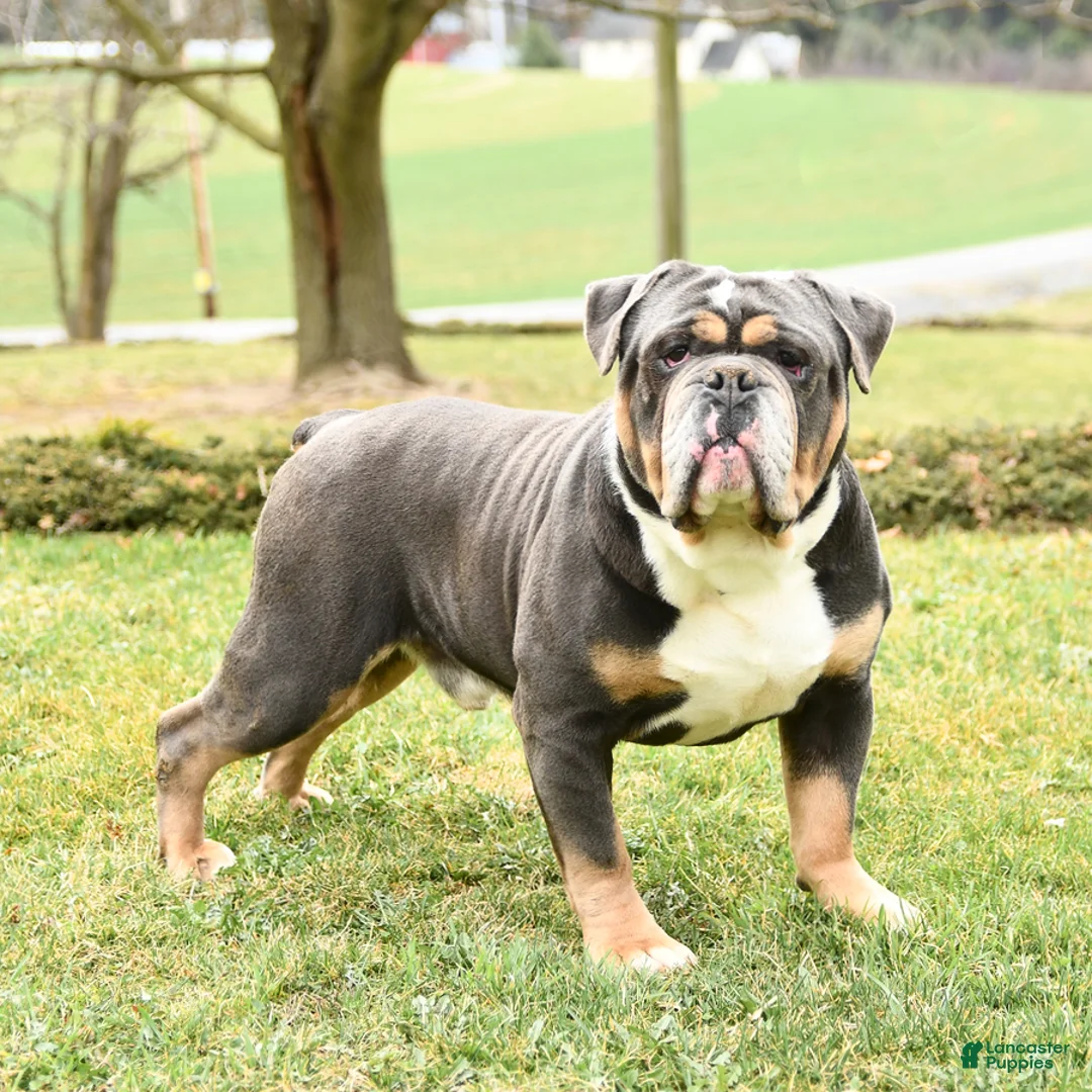Olde English Bulldogge dogs for sale: Tex  - Ad 5