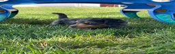 Miniature Dachshund dogs for sale: Chuck - Ad 8