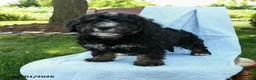 Mini Bernedoodle dogs for sale: Cindy - Ad 10