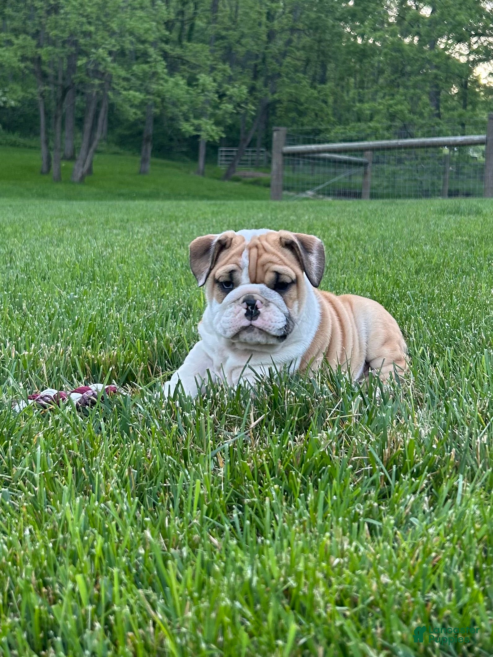 English Bulldog dogs Violet - Ad 2
