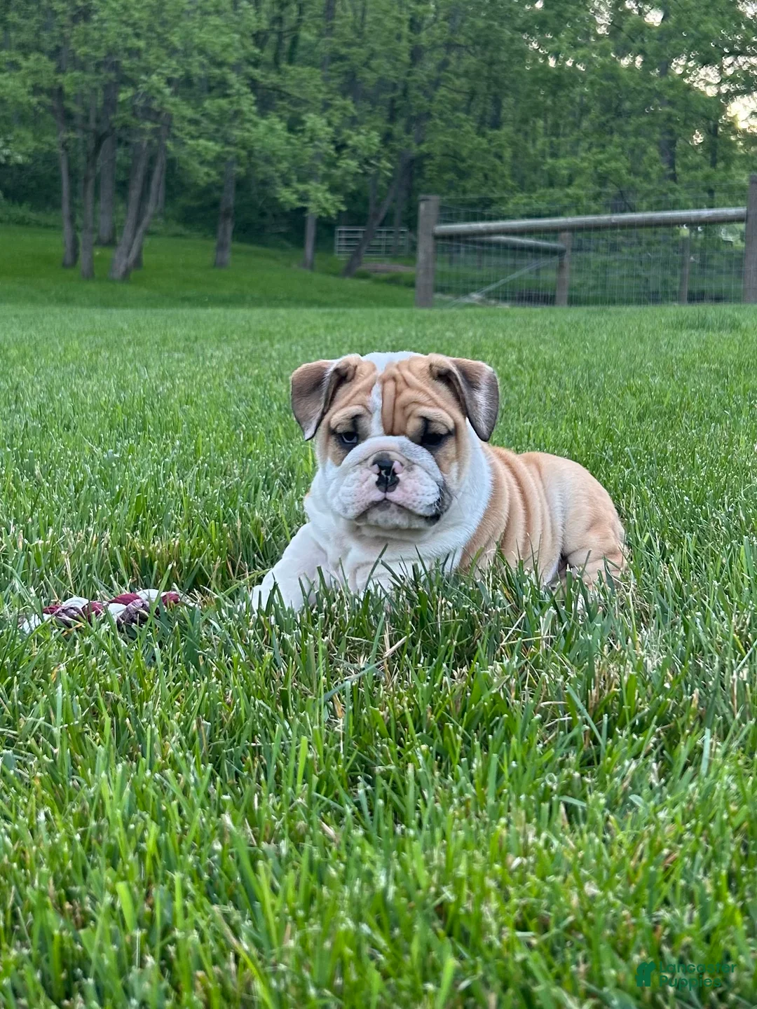 English Bulldog dogs for sale: Violet - Ad 2