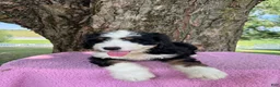 Bernedoodle dogs for sale: Daisy  - Ad 8