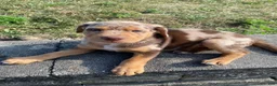 Mixed Breed dogs for sale: Arlo - Ad 5