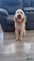 Wolfey