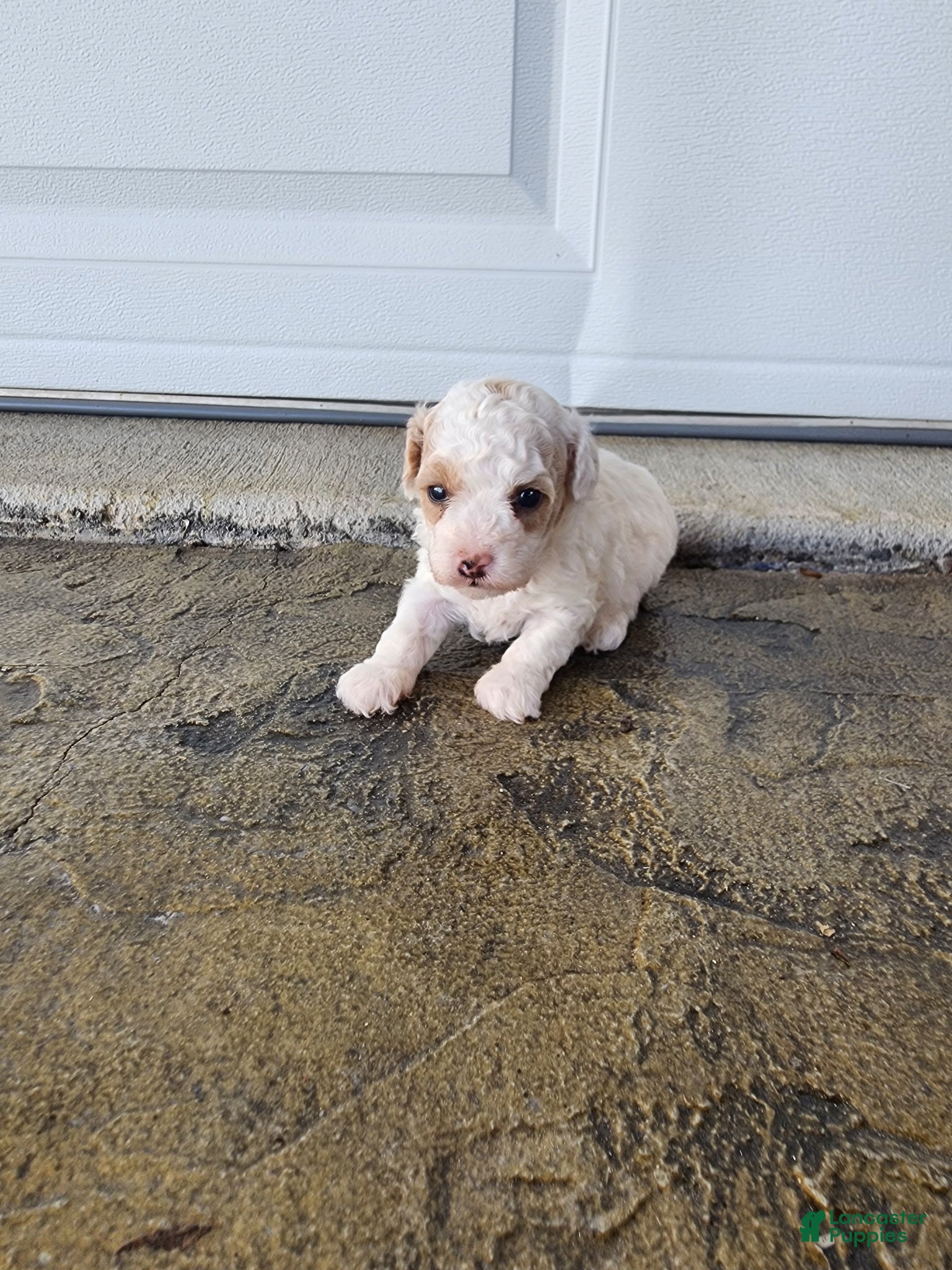 Toy Poodle dogs Toy Poodle 3 - Ad 2