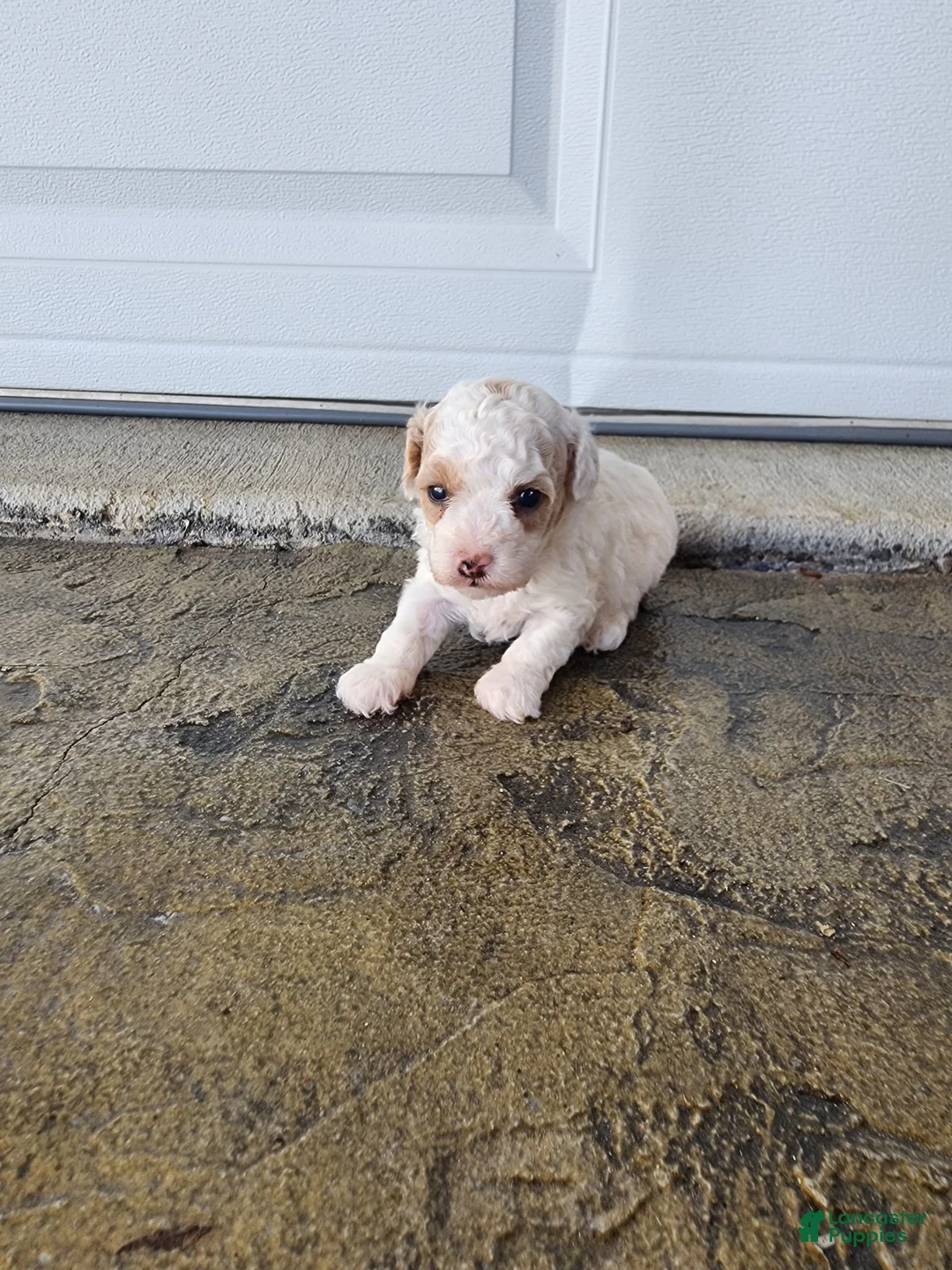 Toy Poodle dogs for sale: Toy Poodle 3 - Ad 2