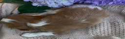 Cavalier King Charles Spaniel dogs for sale: AKC CURLY  - Ad 3