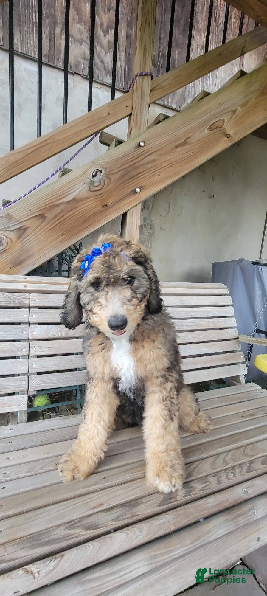 Bernedoodle dogs Bernedoodle 5 - Ad 23