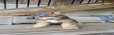 Bernedoodle 5