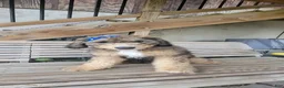 Bernedoodle dogs for sale: Bernedoodle 5 - Ad 1