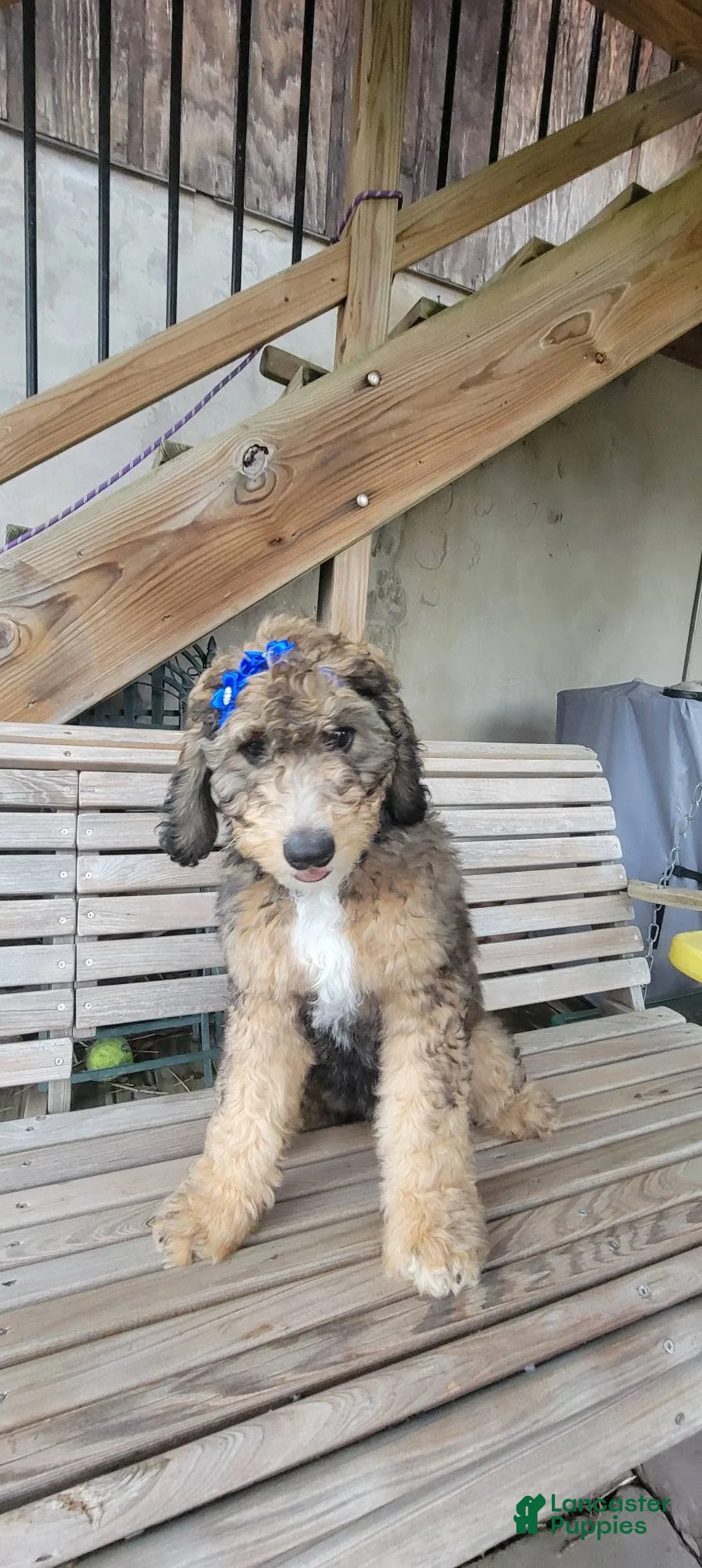 Bernedoodle dogs for sale: Bernedoodle 5 - Ad 1