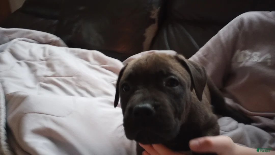 American Bully dogs for sale: Kennedy Blades - Ad 1