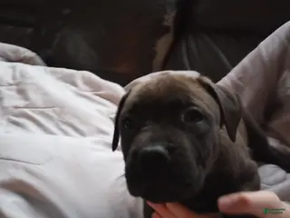 American Bully dogs Kennedy Blades - Ad 1