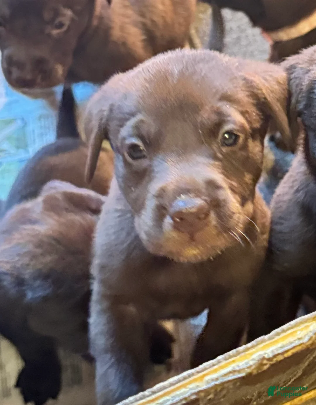 Labrador Retriever dogs for sale: Labrador Retriever Puppy 1 - Ad 1