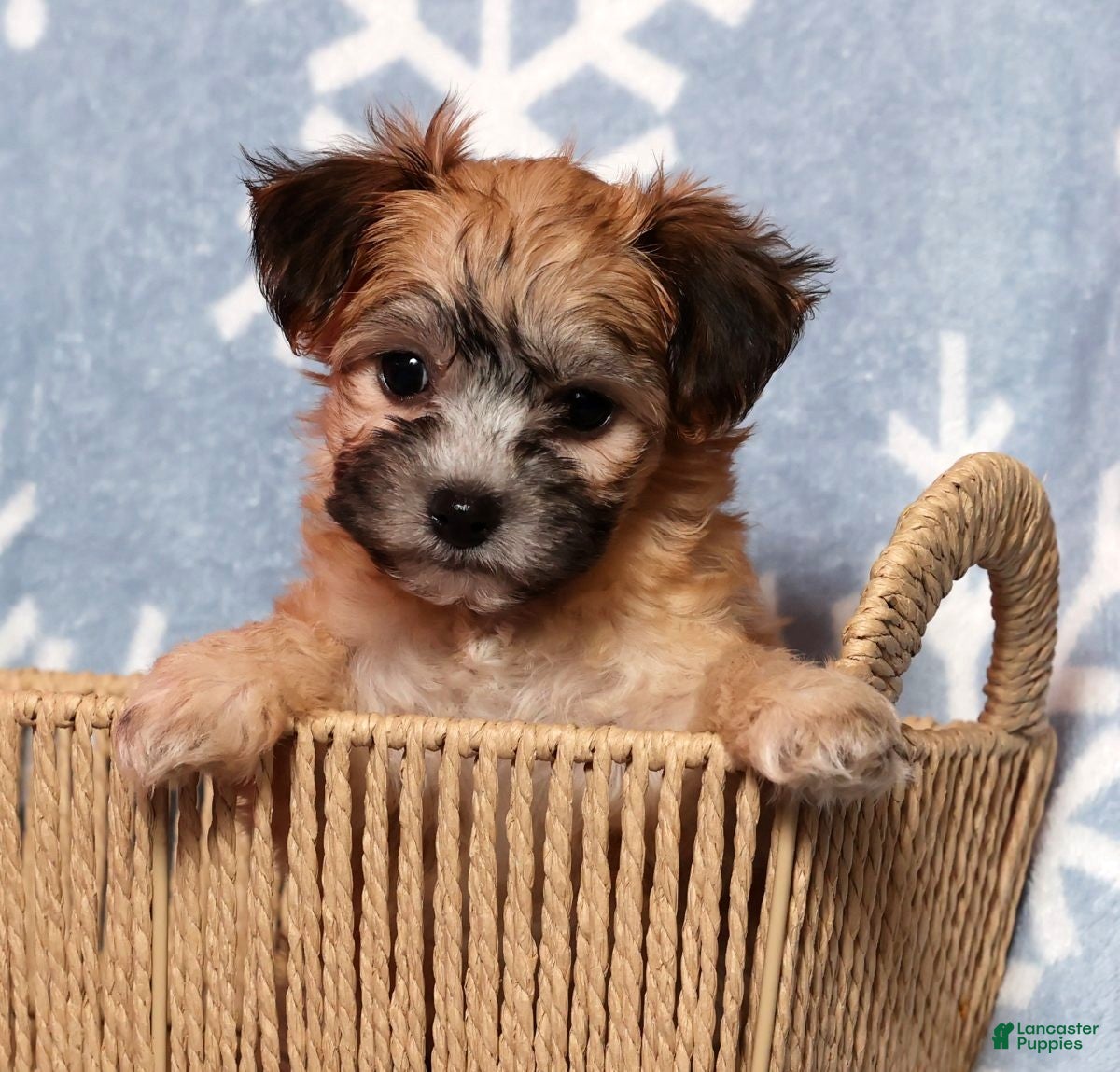 Yochon dogs Frisky - Ad 3