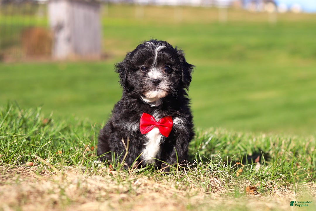 Shihpoo dogs for sale: Loki - Ad 1