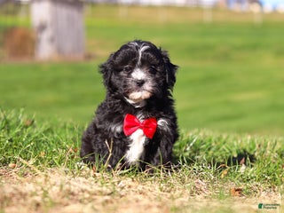 Shihpoo dogs Loki - Ad 34