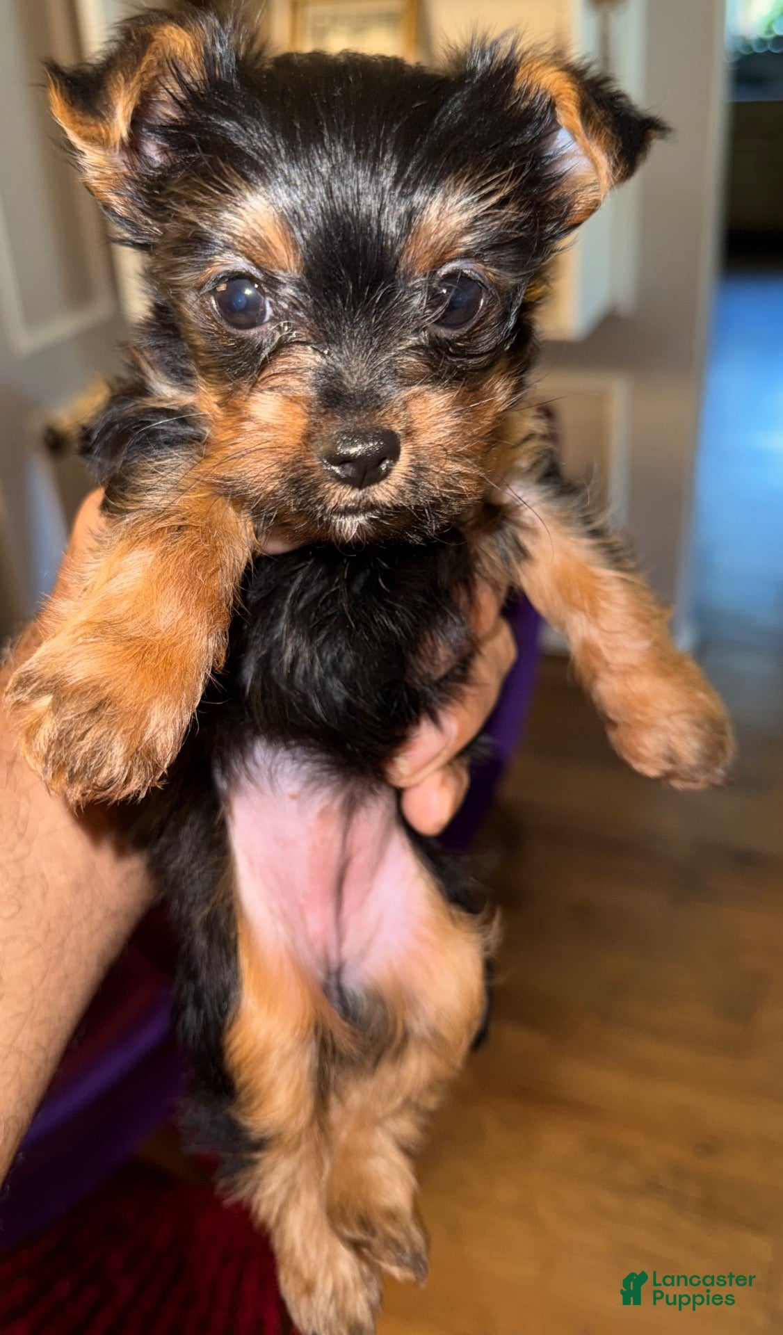 Yorkshire Terrier dogs Yorkshire Terrier 1 - Ad 2