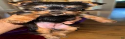 Yorkshire Terrier dogs for sale: Yorkshire Terrier 1 - Ad 2