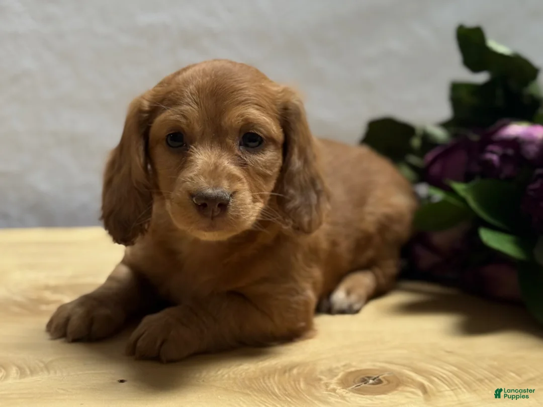 Miniature Dachshund dogs for sale: Sienna - Ad 5