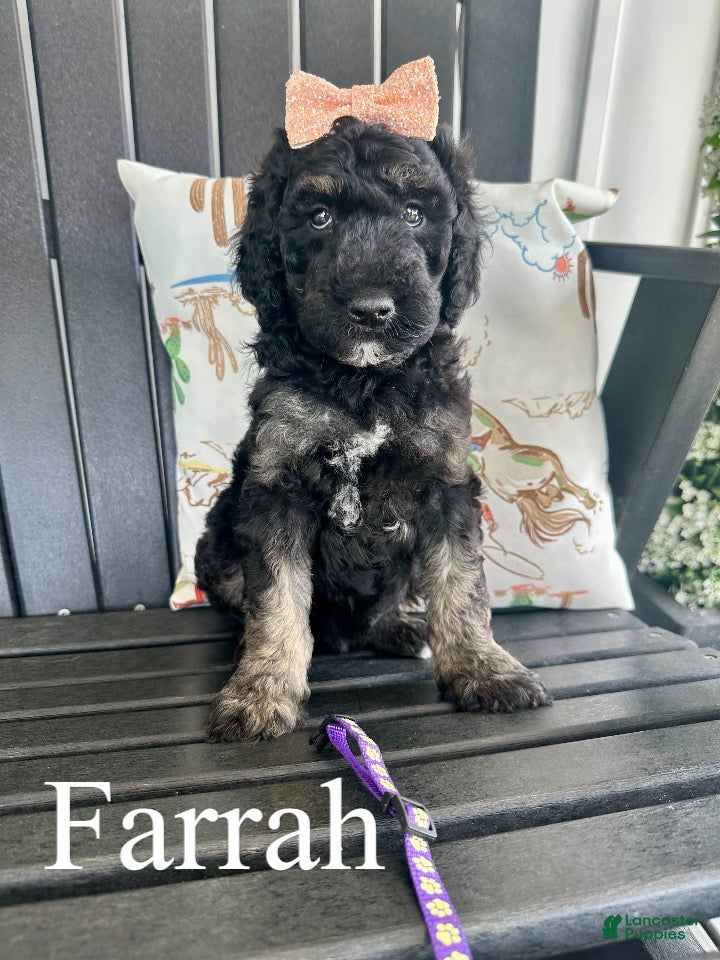 Standard Poodle dogs Farrah - Ad 1