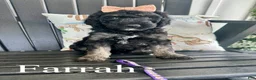 Standard Poodle dogs for sale: Farrah - Ad 1