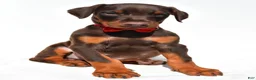 Doberman Pinscher dogs for sale: Bruno - Ad 6
