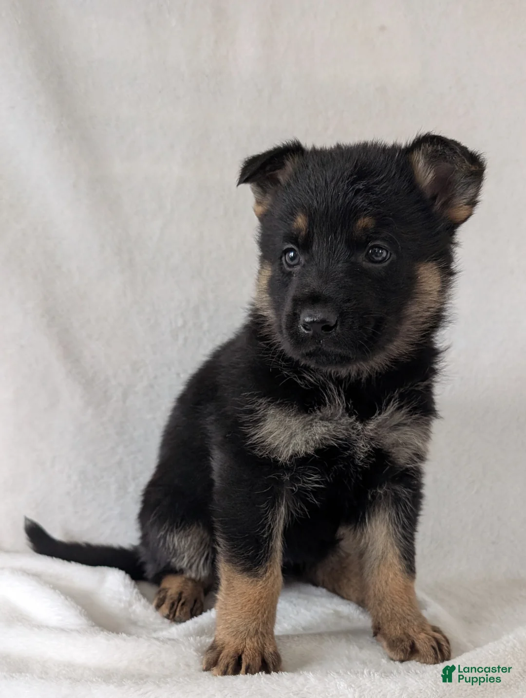 German Shepherd dogs for sale: Fancy  - Ad 11