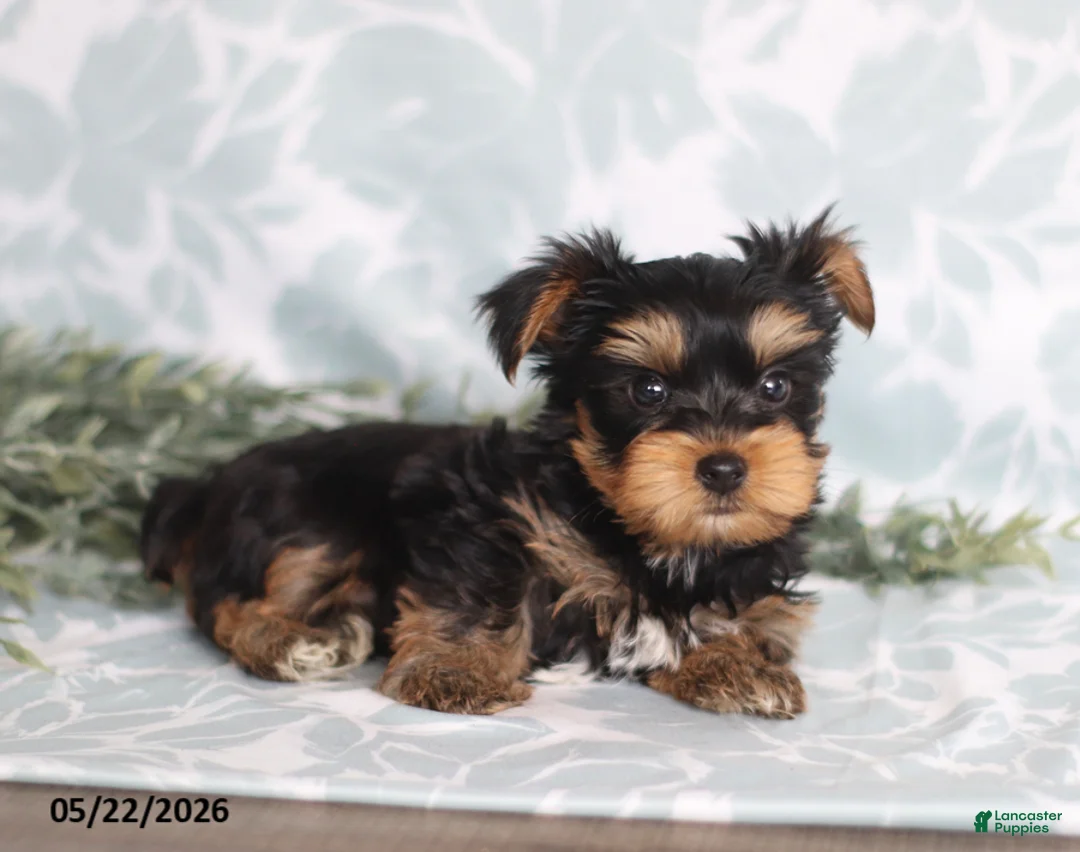 Yorkshire Terrier dogs for sale: Max - Ad 2