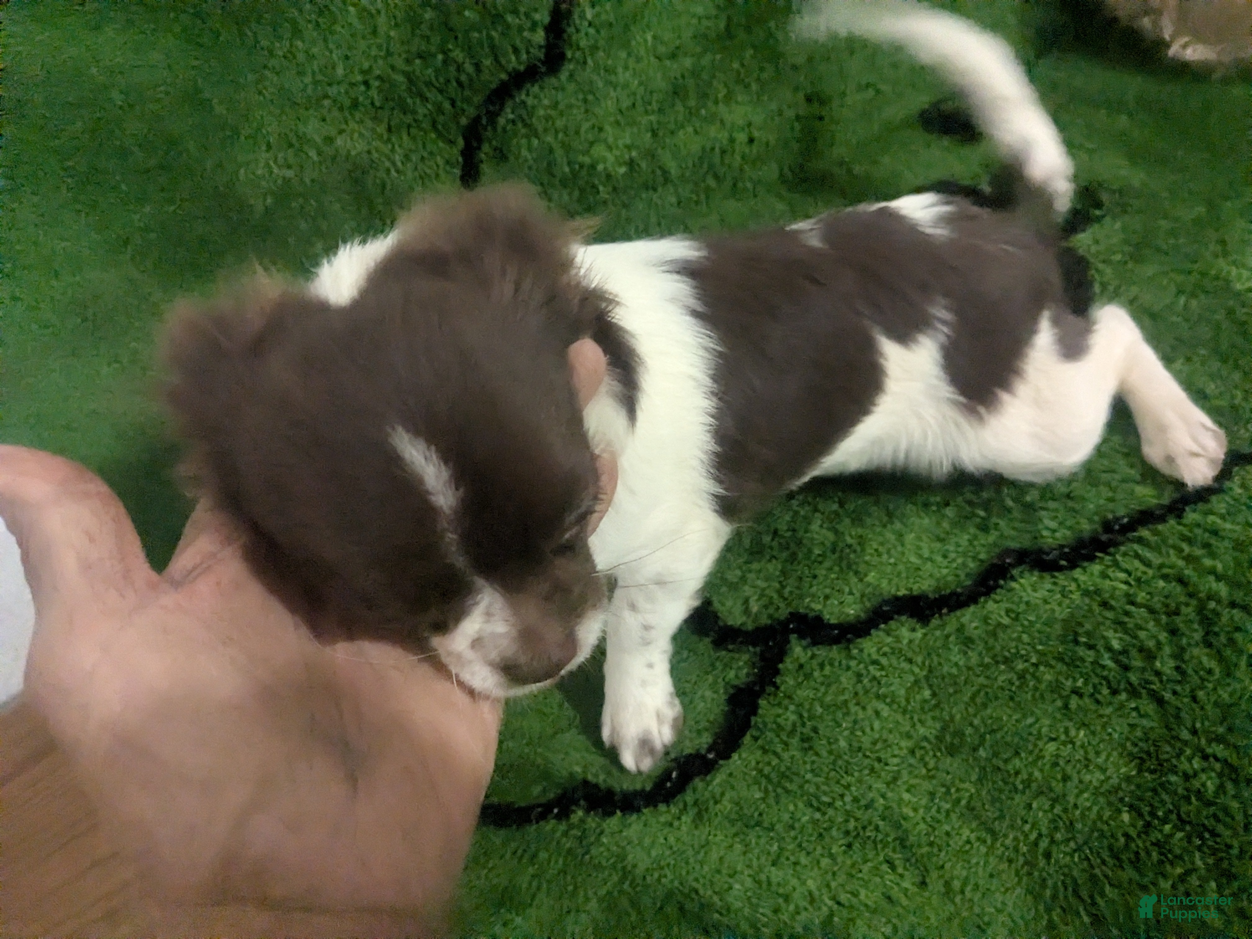 Chihuahua dogs for sale: Full AKC   Faith   - Ad 9
