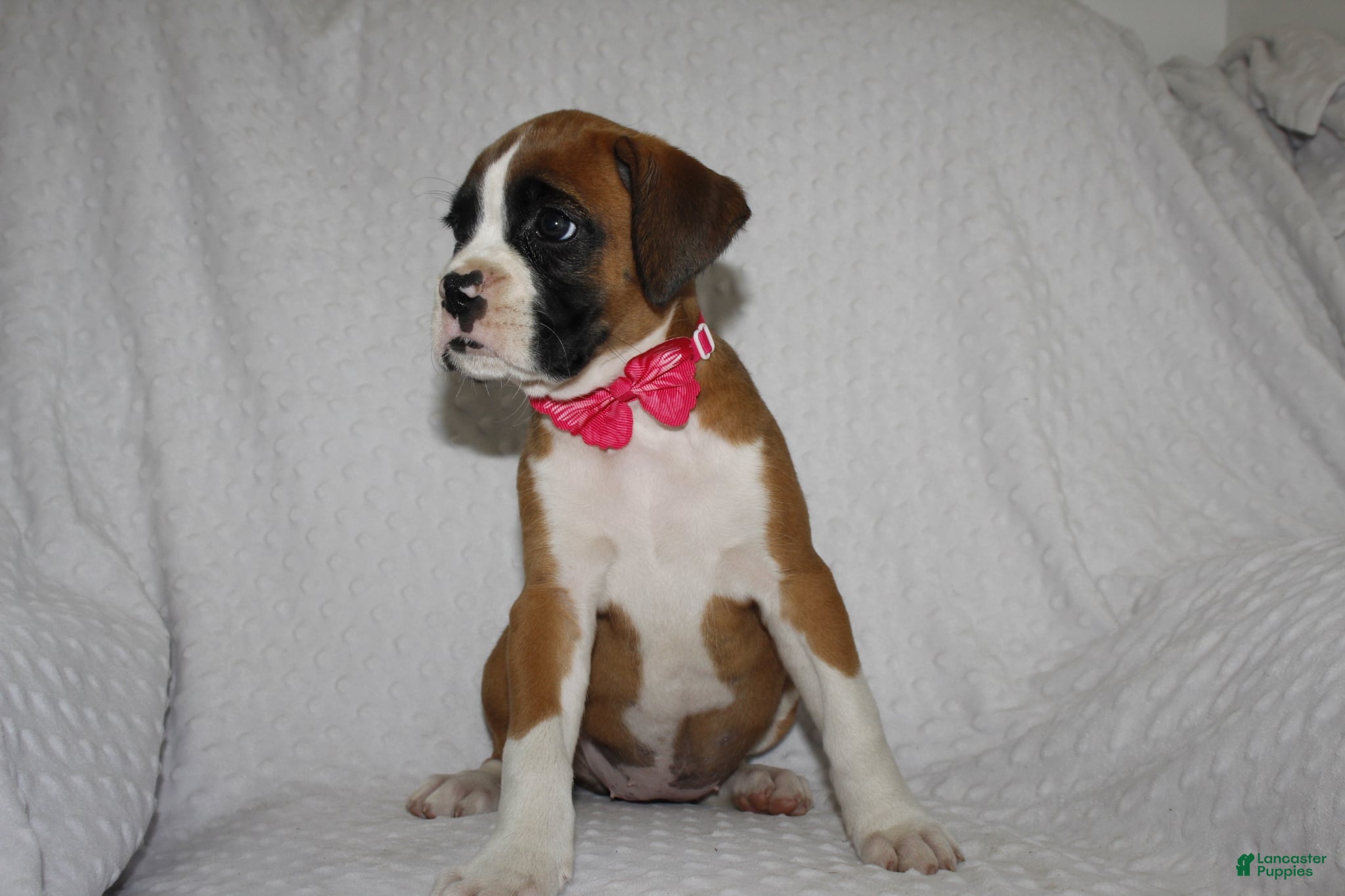 Boxer dogs Beauty - Ad 2
