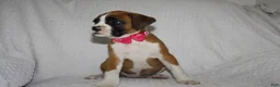 Boxer dogs for sale: Beauty - Ad 2