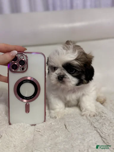 Gallery Image {{count}}