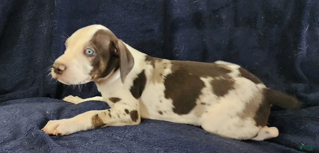 Catahoula Leopard Dog dogs for sale: Gabby F2025 M3 Catahoula puppy - Ad 27